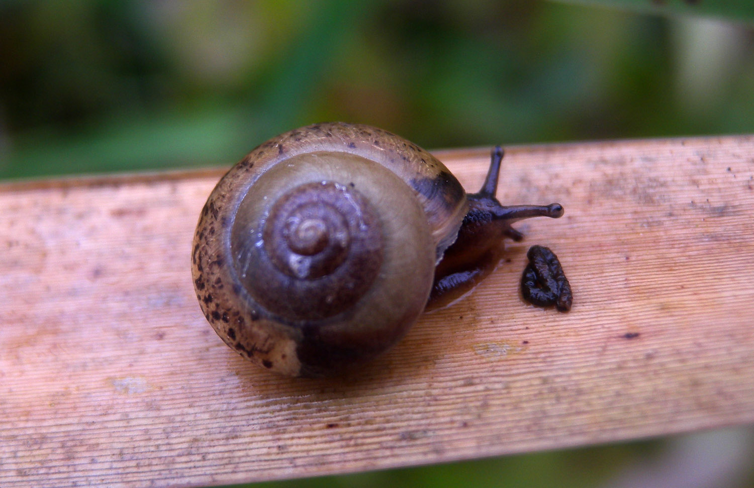 Chiocciola da identificare